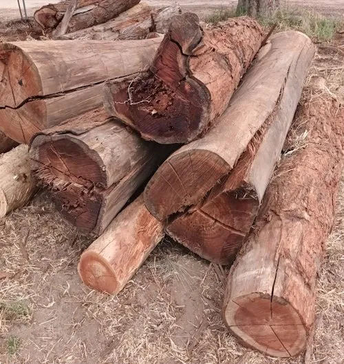 Dry Unprocessed Logs (per 100kg)